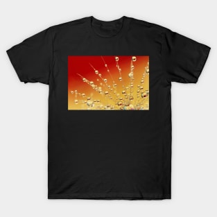 Sunrise Dandy Drops T-Shirt
